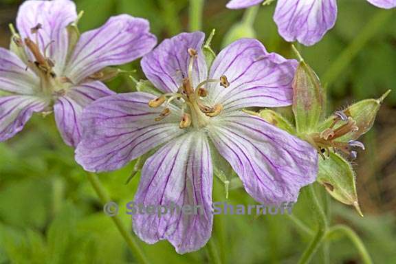 geranium californicum 5 graphic